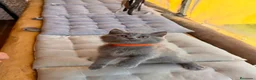 Británico de Pelo Corto Azul gatos en venta: Gatos british - Anuncio 3