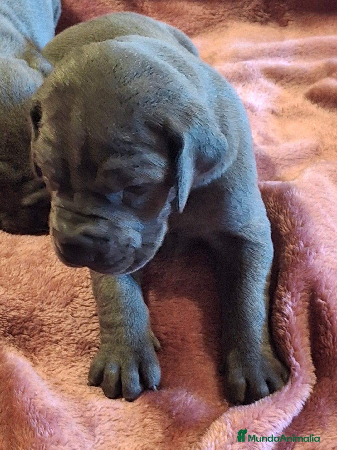 Dogo Alemán perros en venta: Dogo Alemán Azul - Imagen 4