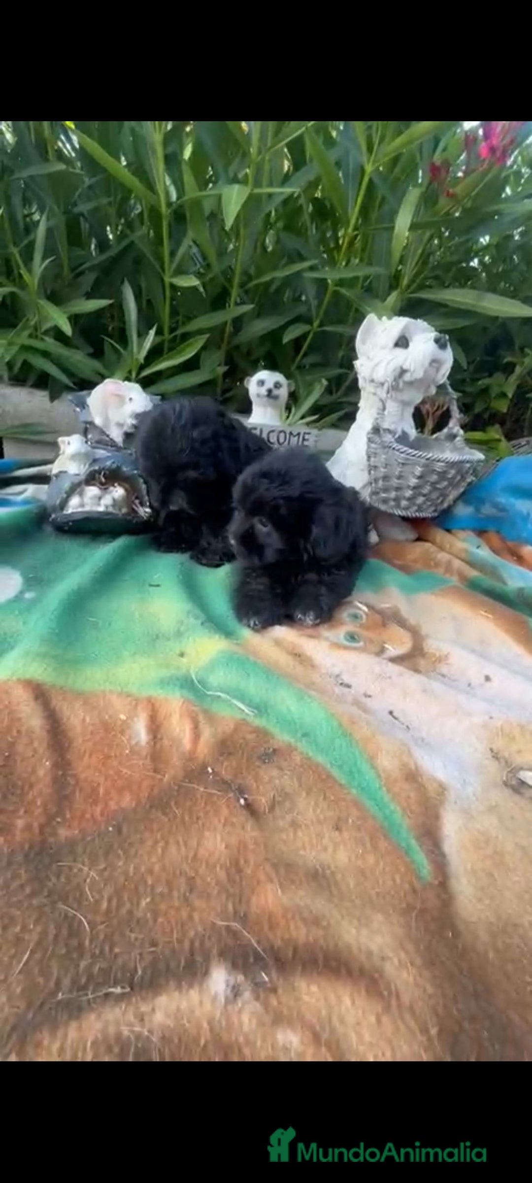 Maltipoo perros en venta: Maltipoo mini - Imagen 1