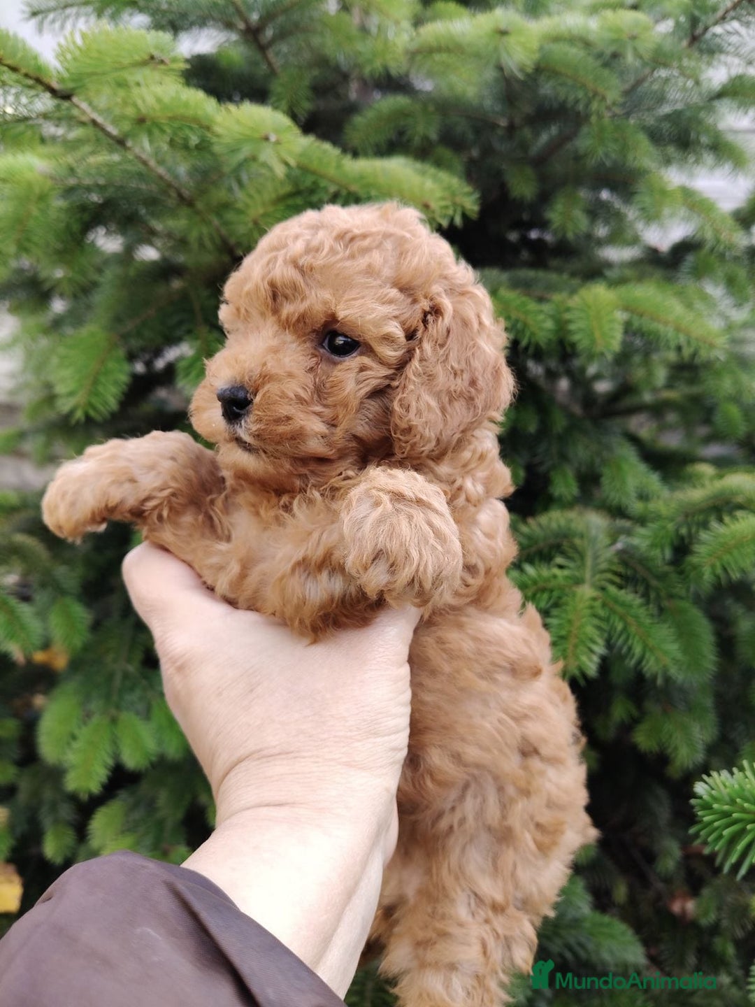 Caniche Toy perros en venta: Cachorros caniche toy - Anuncio 2