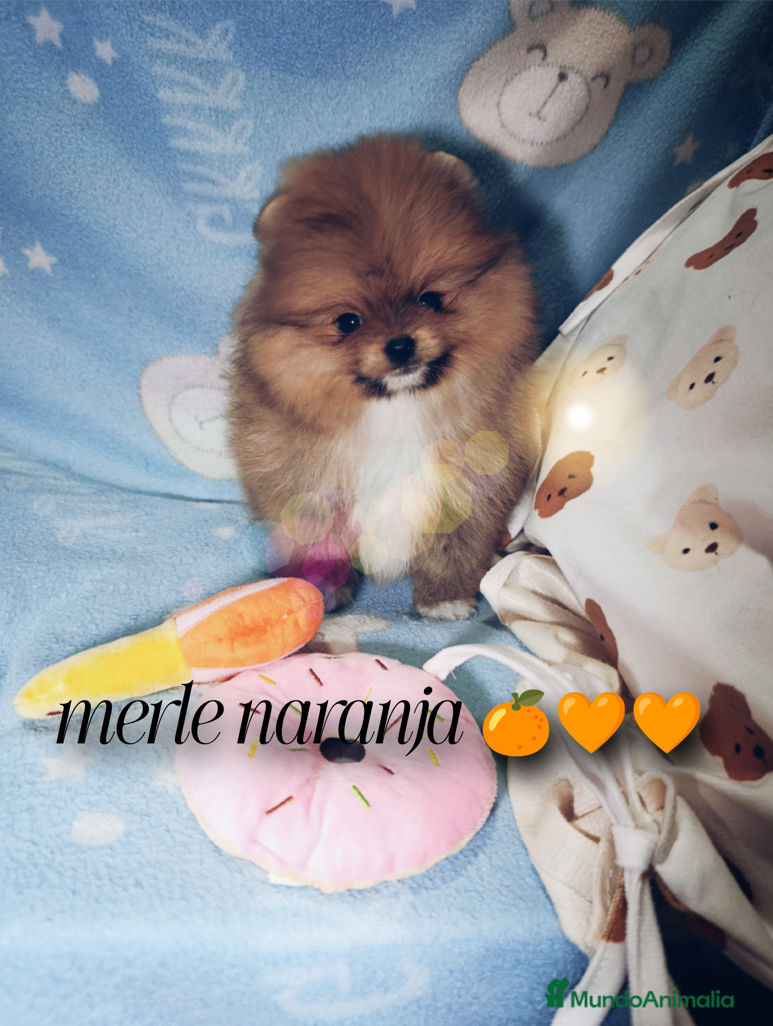 Pomerania perros ‼️POMERANIAS AMERICANOS TAMAÑO TOY  - Anuncio 25