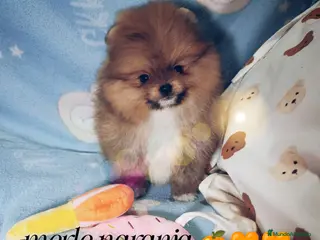 Pomerania perros ‼️POMERANIAS AMERICANOS TAMAÑO TOY - Anuncio 25