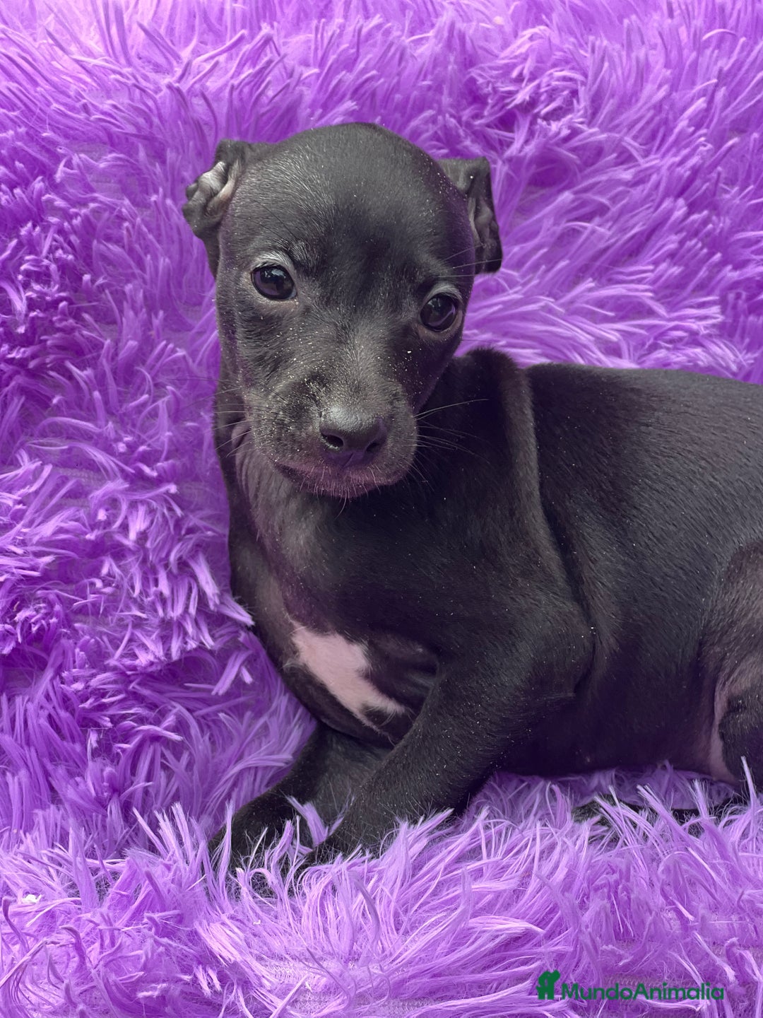 Pequeño Lebrel Italiano perros en venta: Piccolo hembra negra  - Imagen 3
