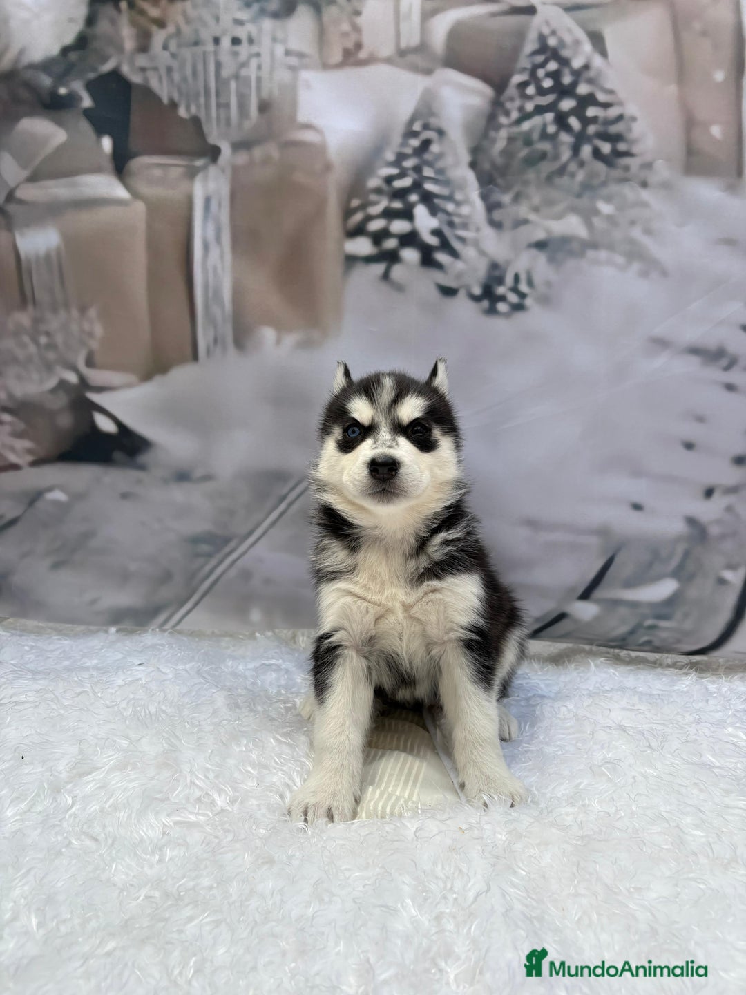 Husky Siberiano perros en venta: Cachorros husky siberianos  - Anuncio 11