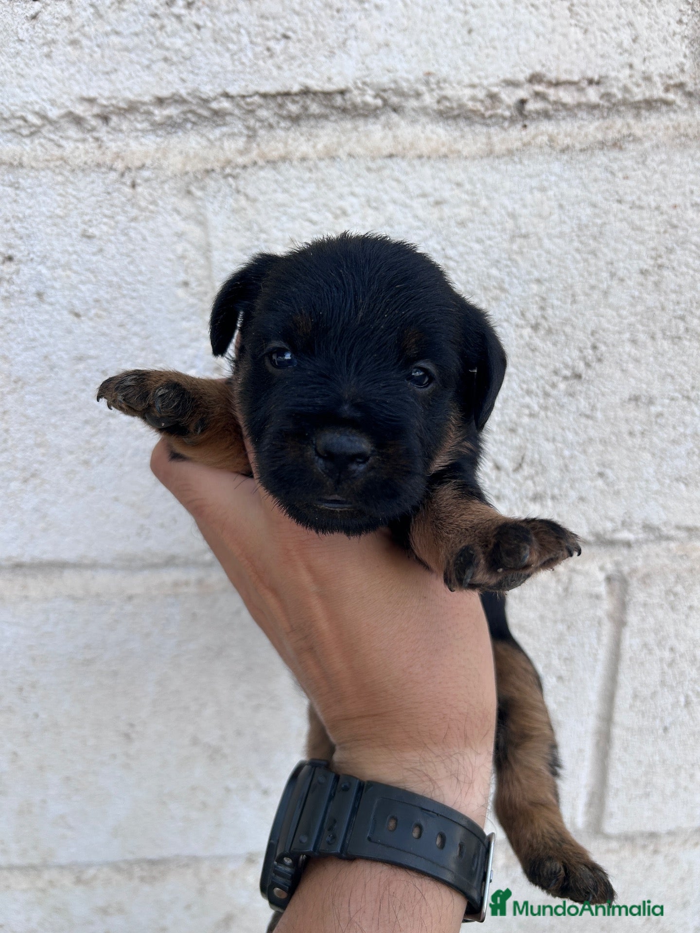 Terrier Alemán de Caza perros Cachorros Jagd Terrier Sevilla. - Anuncio 2