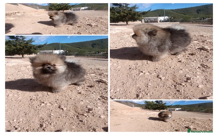 Pomerania perros - Anuncio 3