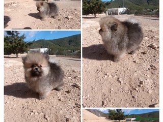 Pomerania perros - Anuncio 34