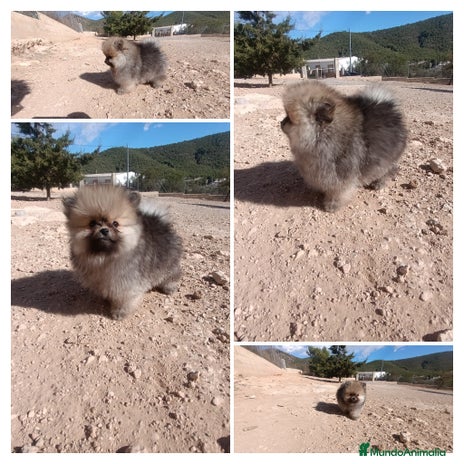 Pomerania perros - Anuncio 3