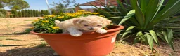 Maltipoo perros en venta: Maltipoo macho disponible  - Anuncio 3