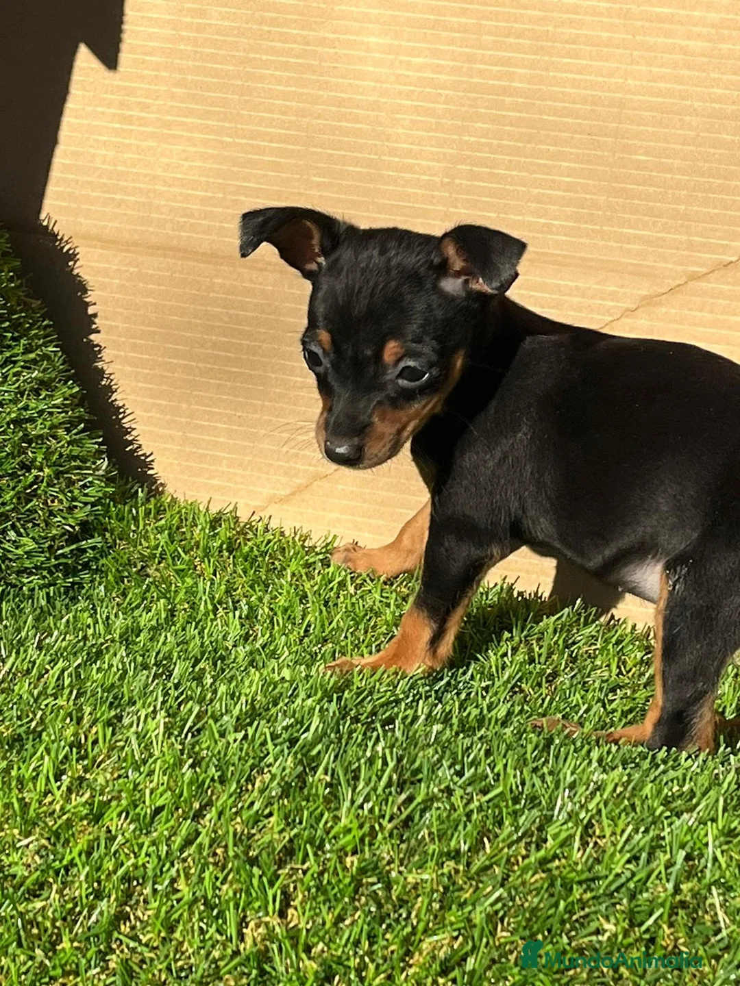 Pinscher Miniatura perros en venta: Pinscher miniatura ! Machos y hembras  en Cáceres - Anuncio 3