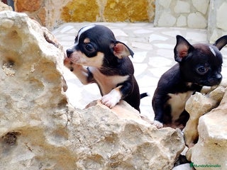 Chihuahua perros en Alicante - Anuncio 25