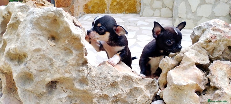 Chihuahua perros en Alicante - Anuncio 15