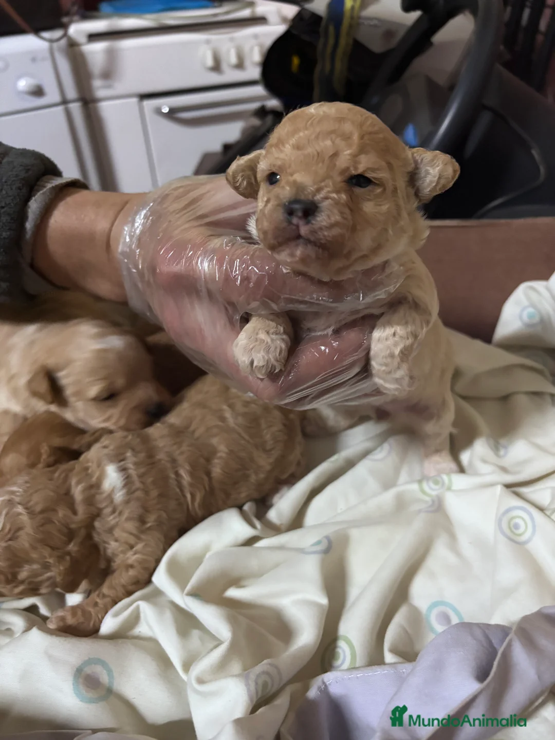 Caniche Toy perros en venta: Excelente camada de Caniche toy apricot  - Anuncio 4