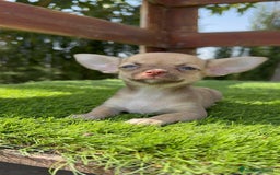 Chihuahua perros en venta: CHIHUAHUA MACHO - Imagen 9