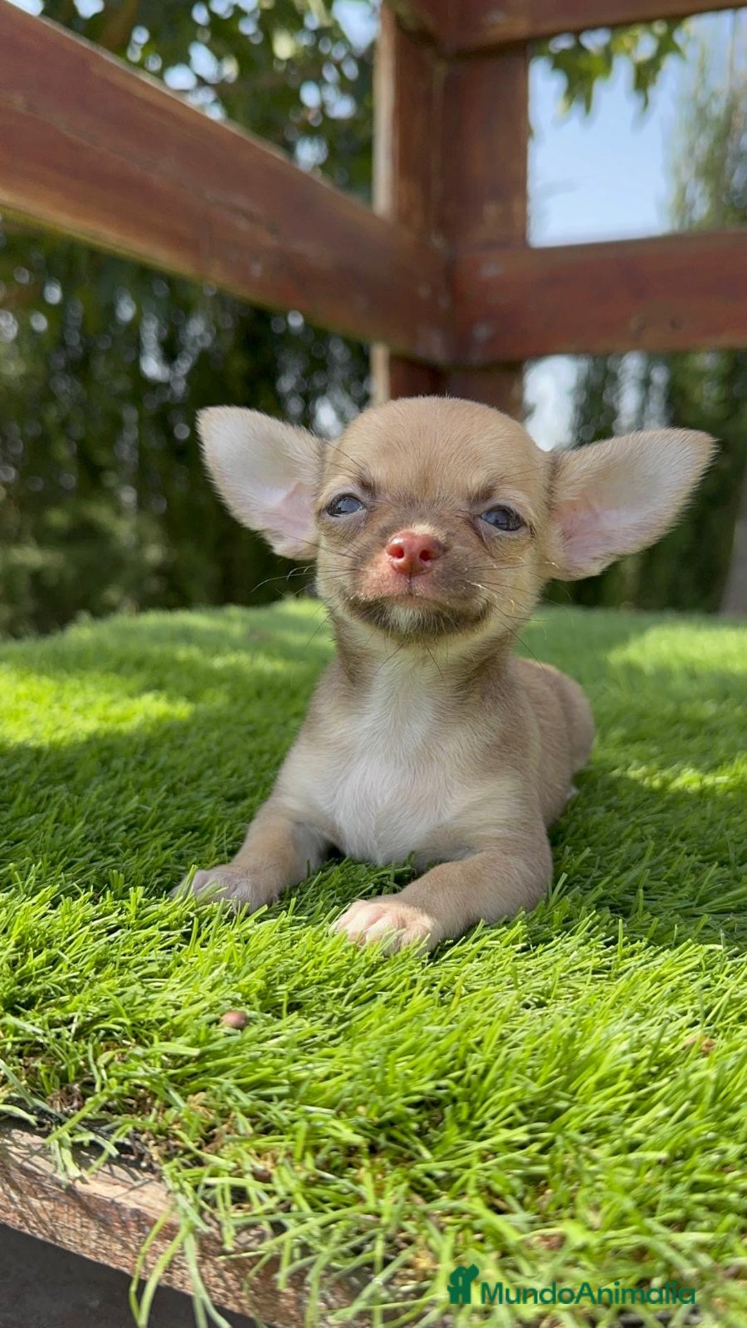 Chihuahua perros en venta: CHIHUAHUA MACHO - Imagen 9
