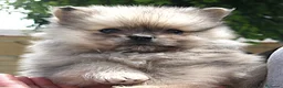 Pomerania perros en venta: Pomerania  - Anuncio 19
