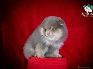 Pomerania perros Pomerania Lila y Fuego - Color único, muy raro. - Anuncio 4