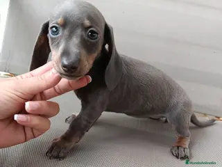 Teckel Miniatura perros Teckel miniatura - Anuncio 12