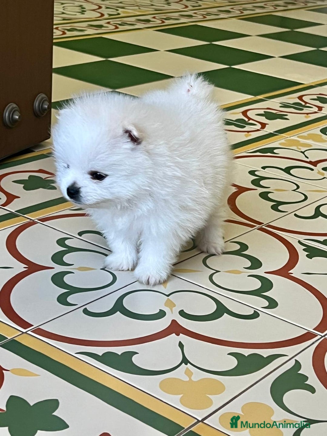 Pomerania perros en venta: POMERANEAS TOYS IMPRESIONANTES - Imagen 2