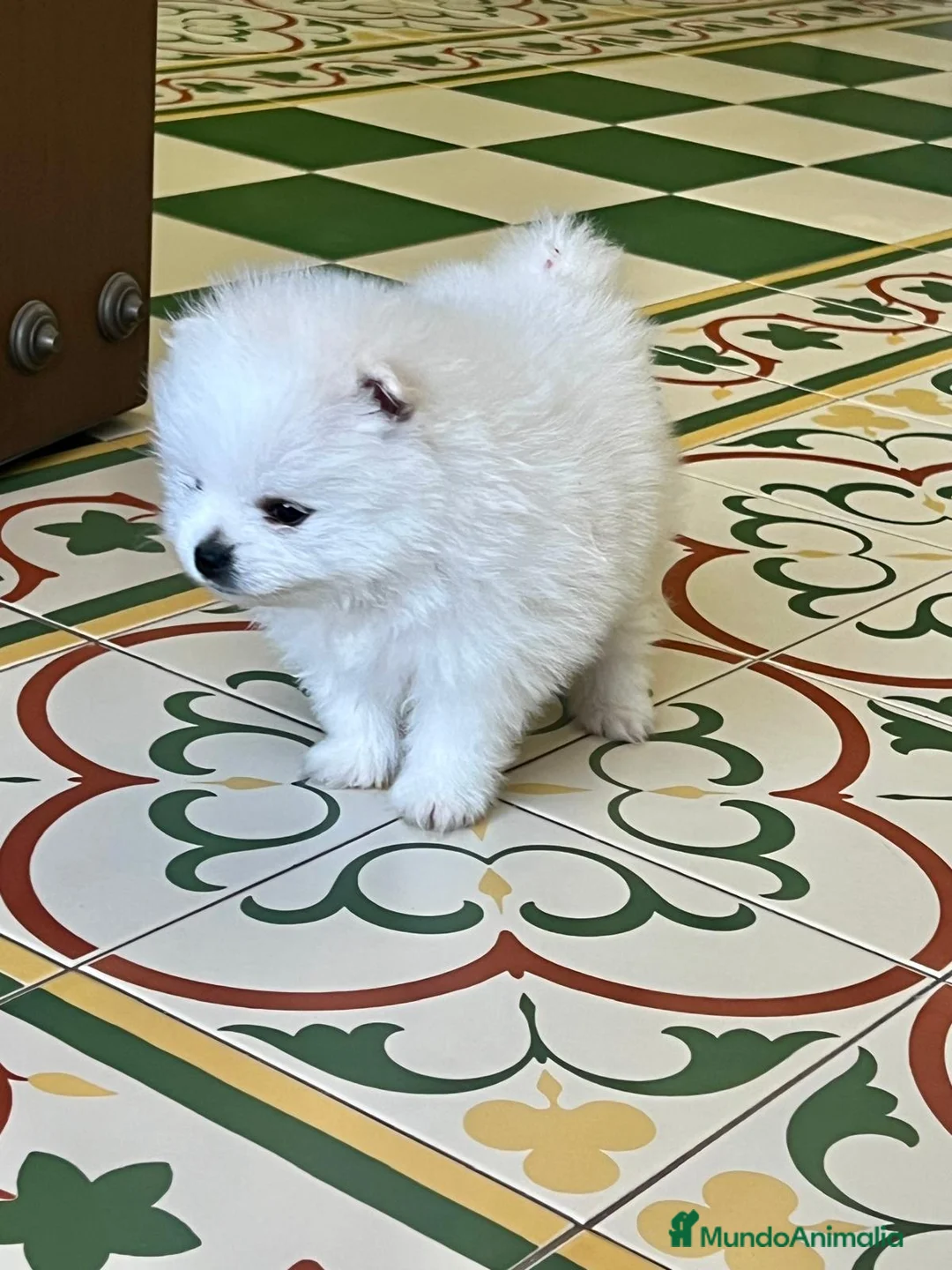 Pomerania perros en venta: POMERANEAS TOYS IMPRESIONANTES - Anuncio 2