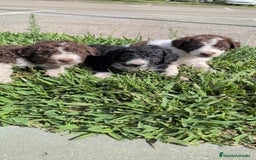 Perro de Agua Español perros en venta: Perro de agua  - Imagen 14