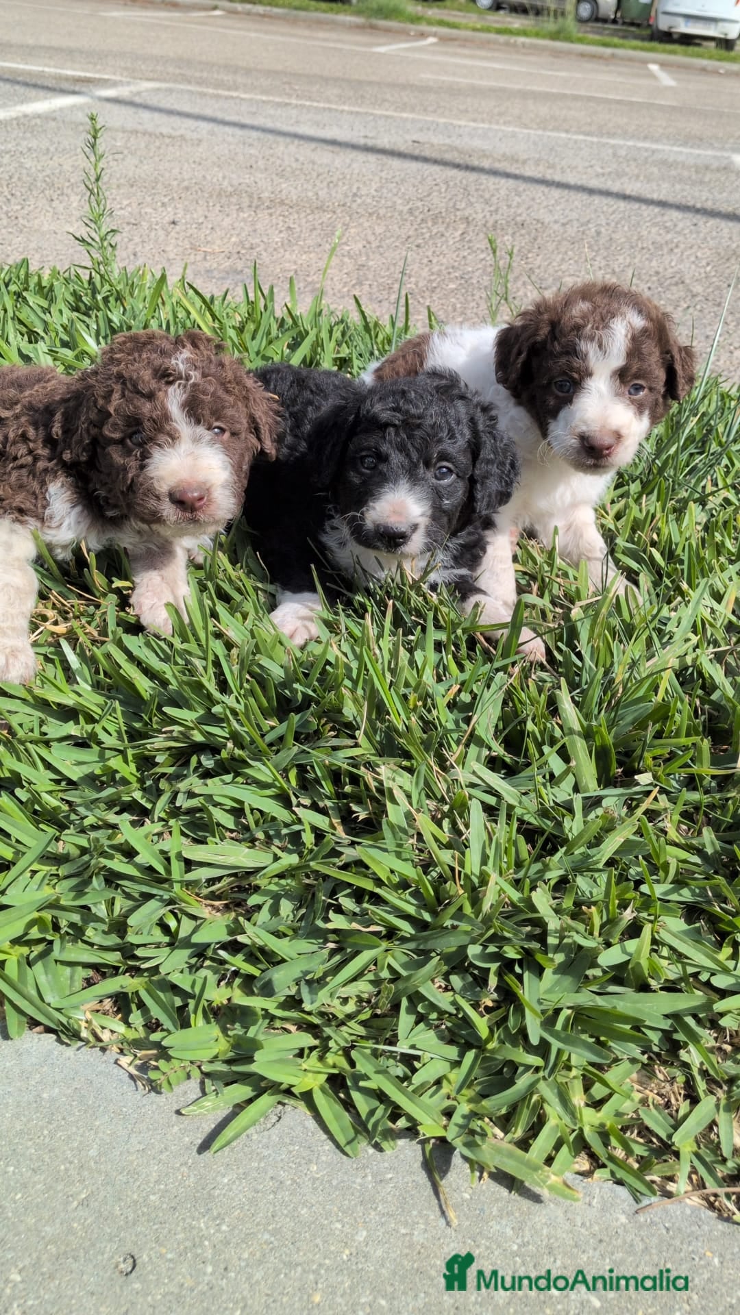 Perro de Agua Español perros en venta: Perro de agua  - Imagen 14