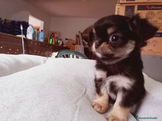 Chihuahua perros Camada de Paris Chihuahua - Anuncio 8