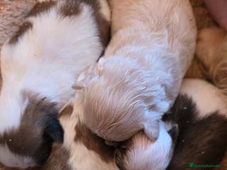 Shih Tzu perros Shiht-zu - Anuncio 9