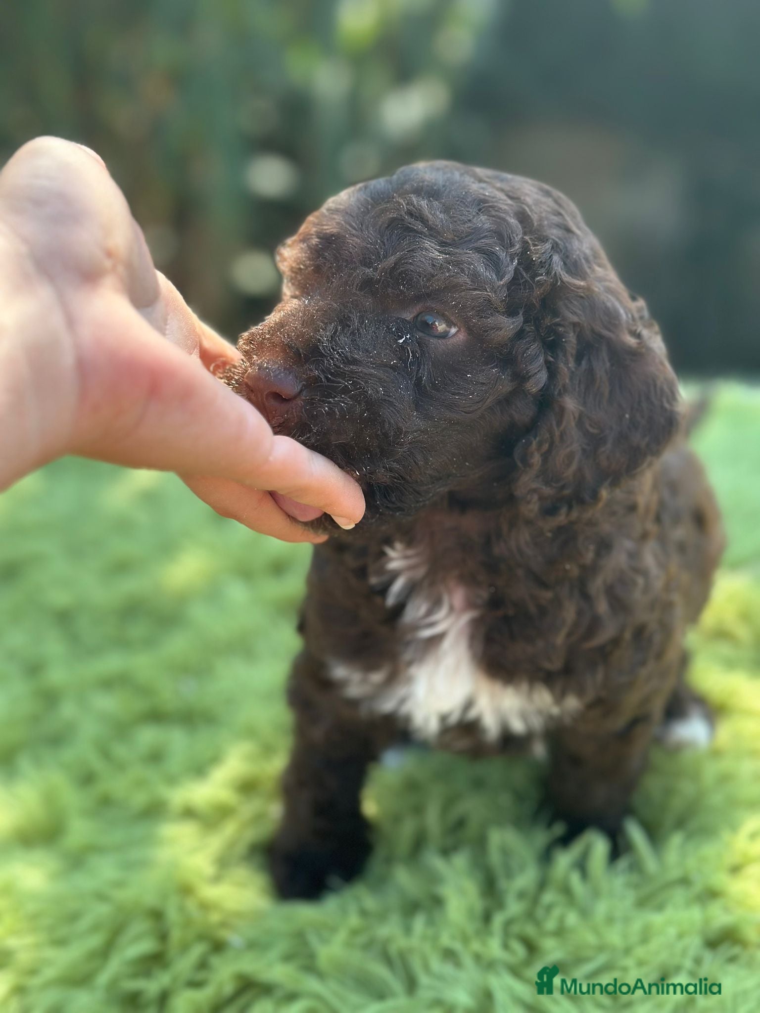 Perro de Agua Español perros Perro de agua chocolate - Anuncio 2