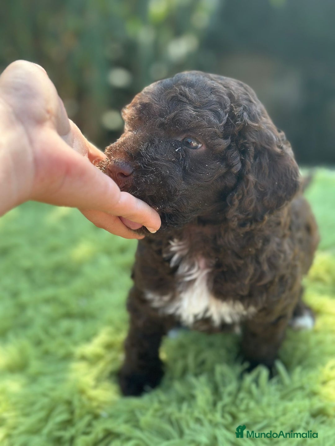 Perro de Agua Español perros en venta: Perro de agua chocolate - Imagen 2