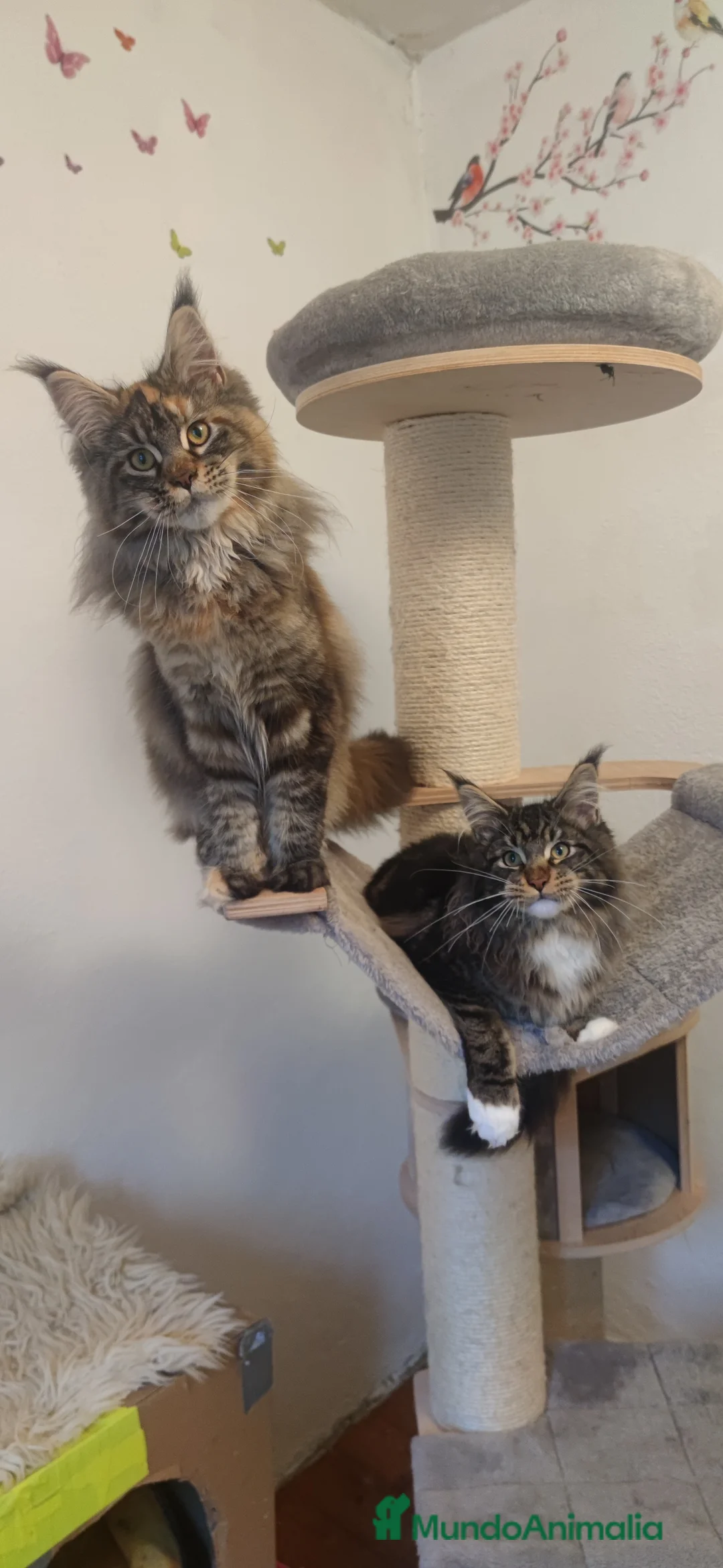 Imagen de galería {{count}}