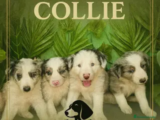 Border Collie perros Lindos border collie - Anuncio 1