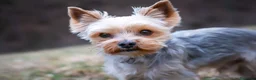 Yorkshire Terrier perros en venta: Yorkshire terrier toy - Anuncio 1