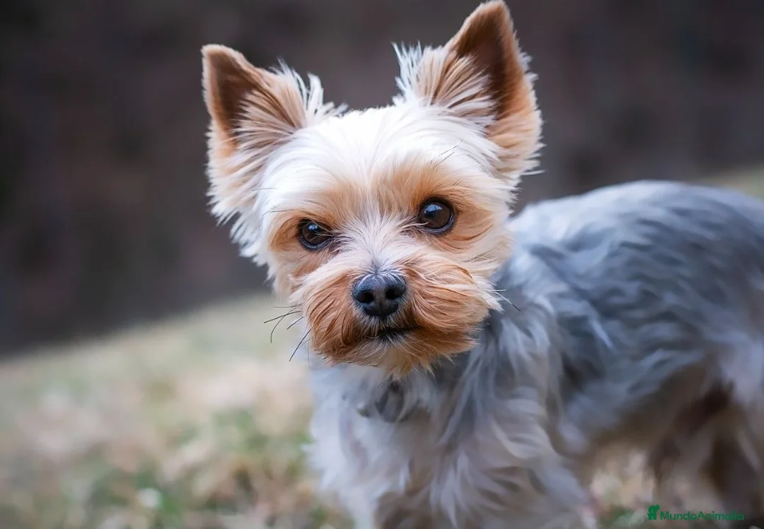 Yorkshire Terrier perros en venta: Yorkshire terrier toy - Anuncio 1