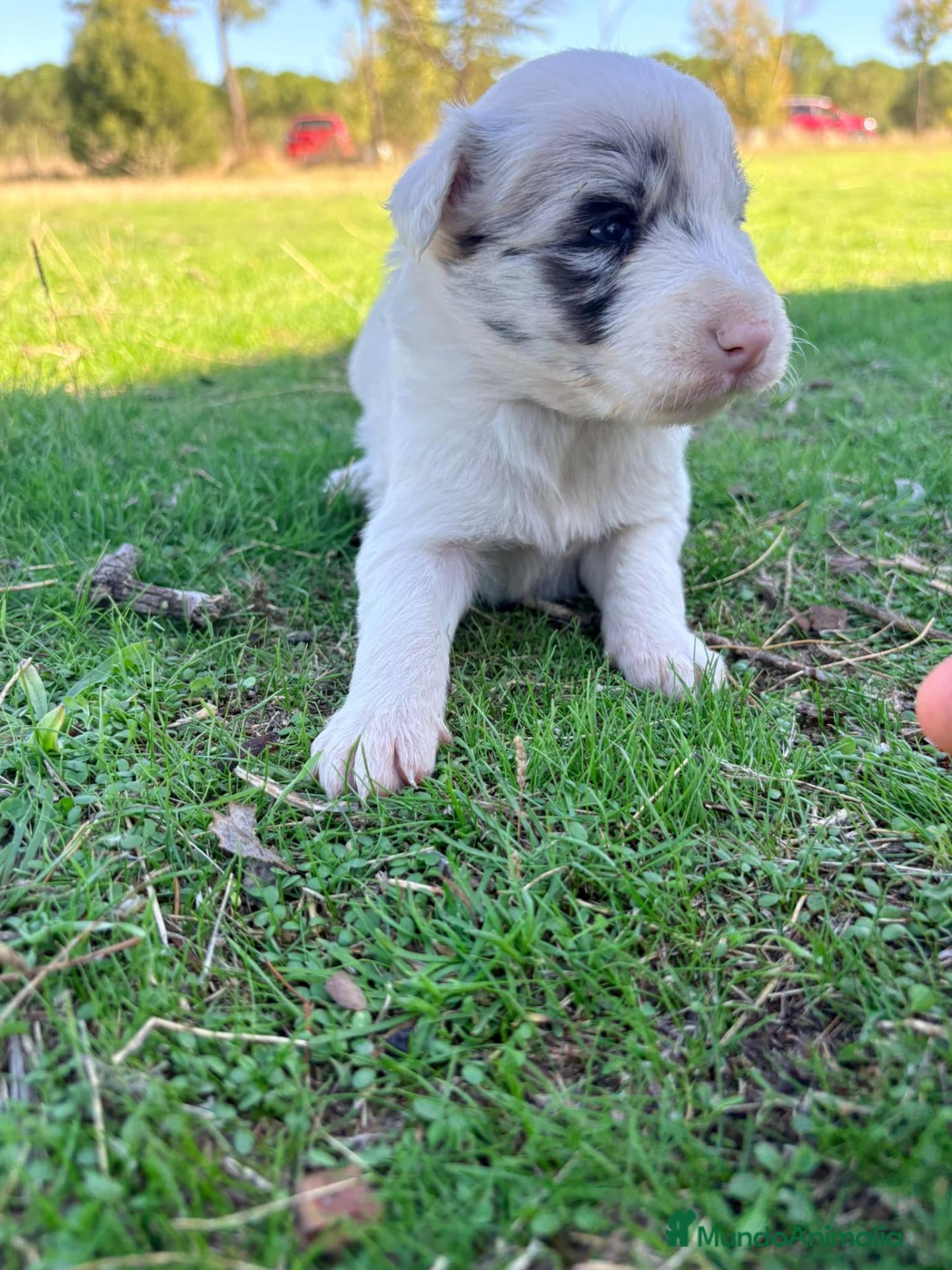 Border Collie perros Border Collie - Anuncio 1