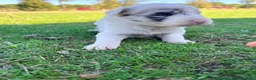 Border Collie perros en venta: Border Collie - Anuncio 1