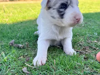 Border Collie perros Border Collie - Anuncio 1