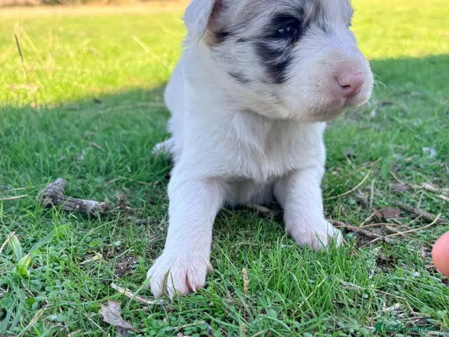 Border Collie perros Border Collie - Anuncio 32