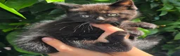 Británico de Pelo Corto gatos en venta: Gatcot.com - Anuncio 3