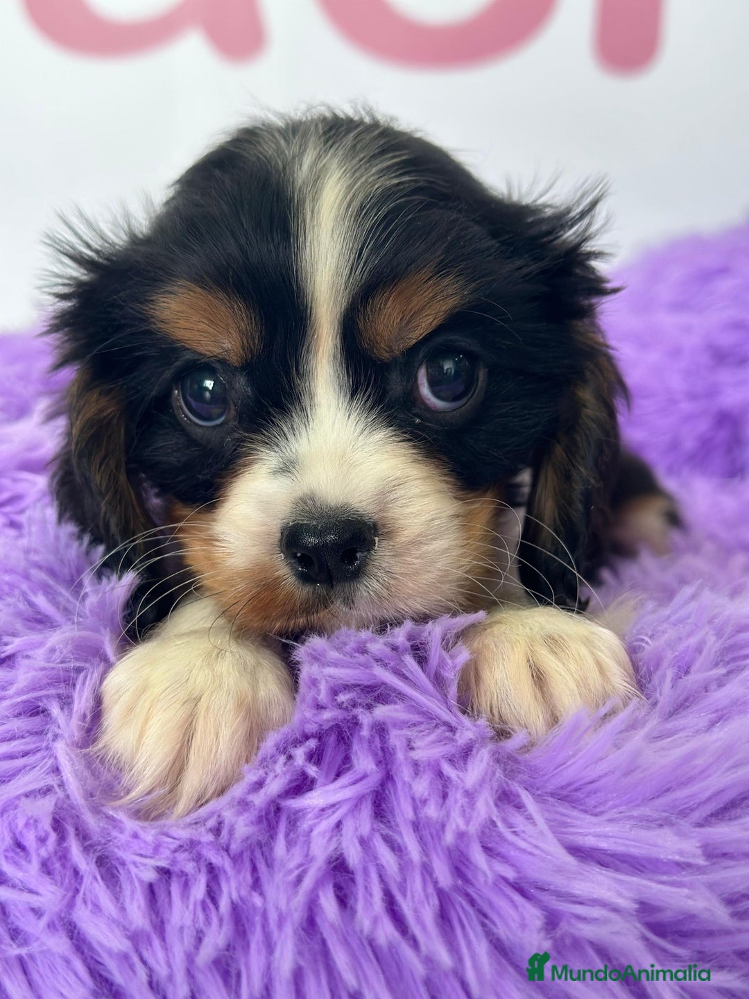 Cavalier King Charles Spaniel perros en venta: CAVALIER - Imagen 1