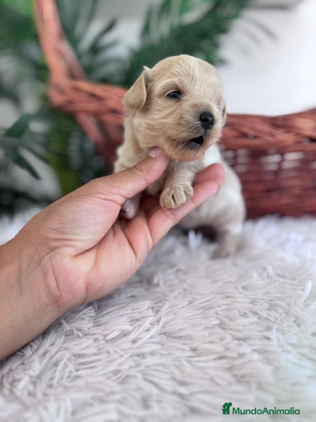 Maltipoo perros en venta: MALTIPOO MACHO - Imagen 13
