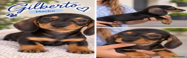 Gilberto