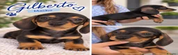Teckel Miniatura perros en venta: Cachorritos teckel café - Anuncio 3