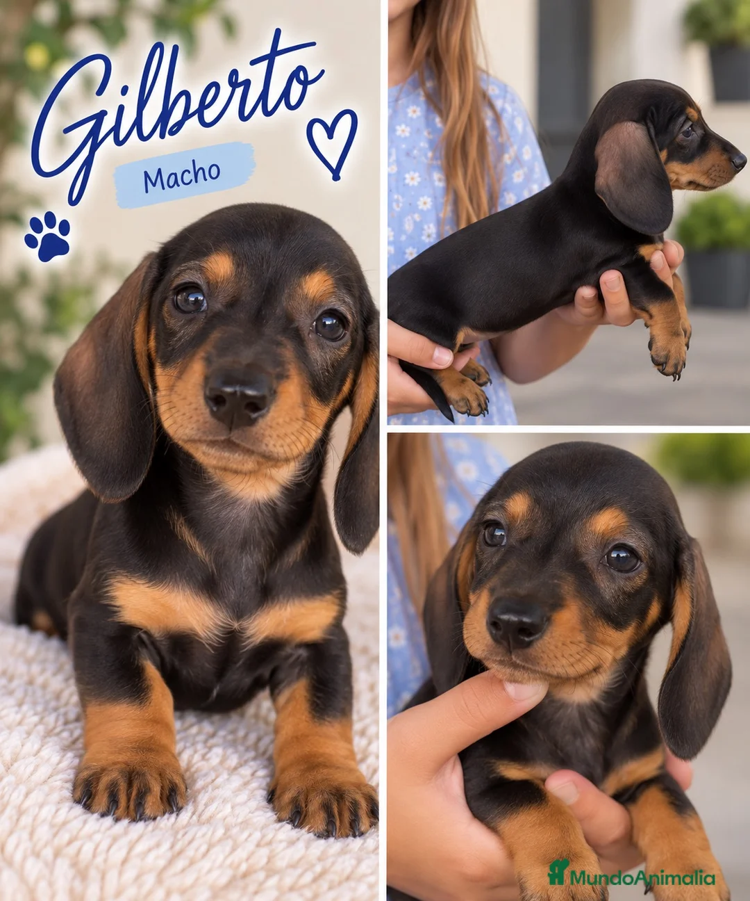 Teckel Miniatura perros en venta: Cachorritos teckel café - Anuncio 3