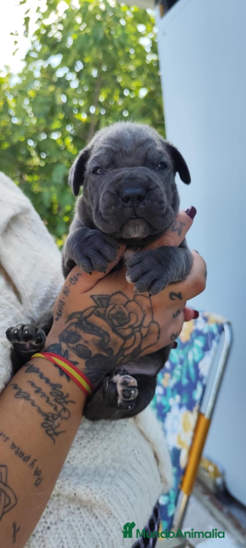 Cane Corso perros Cachorro de Cane Corso  - Anuncio 8
