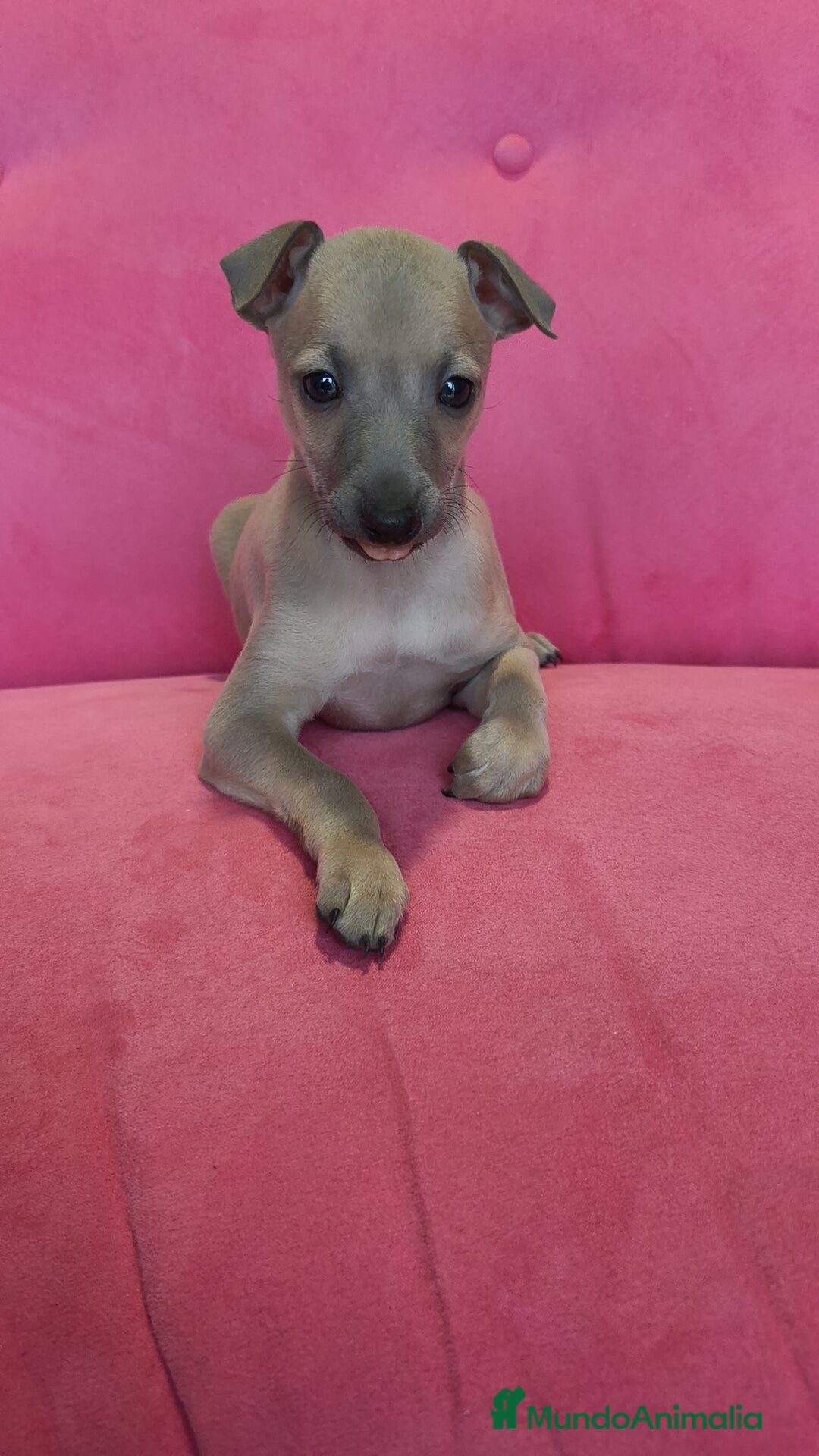 Pequeño Lebrel Italiano perros en venta: Pequeño lebrel Italiano Piccolo Galgo  - Anuncio 4