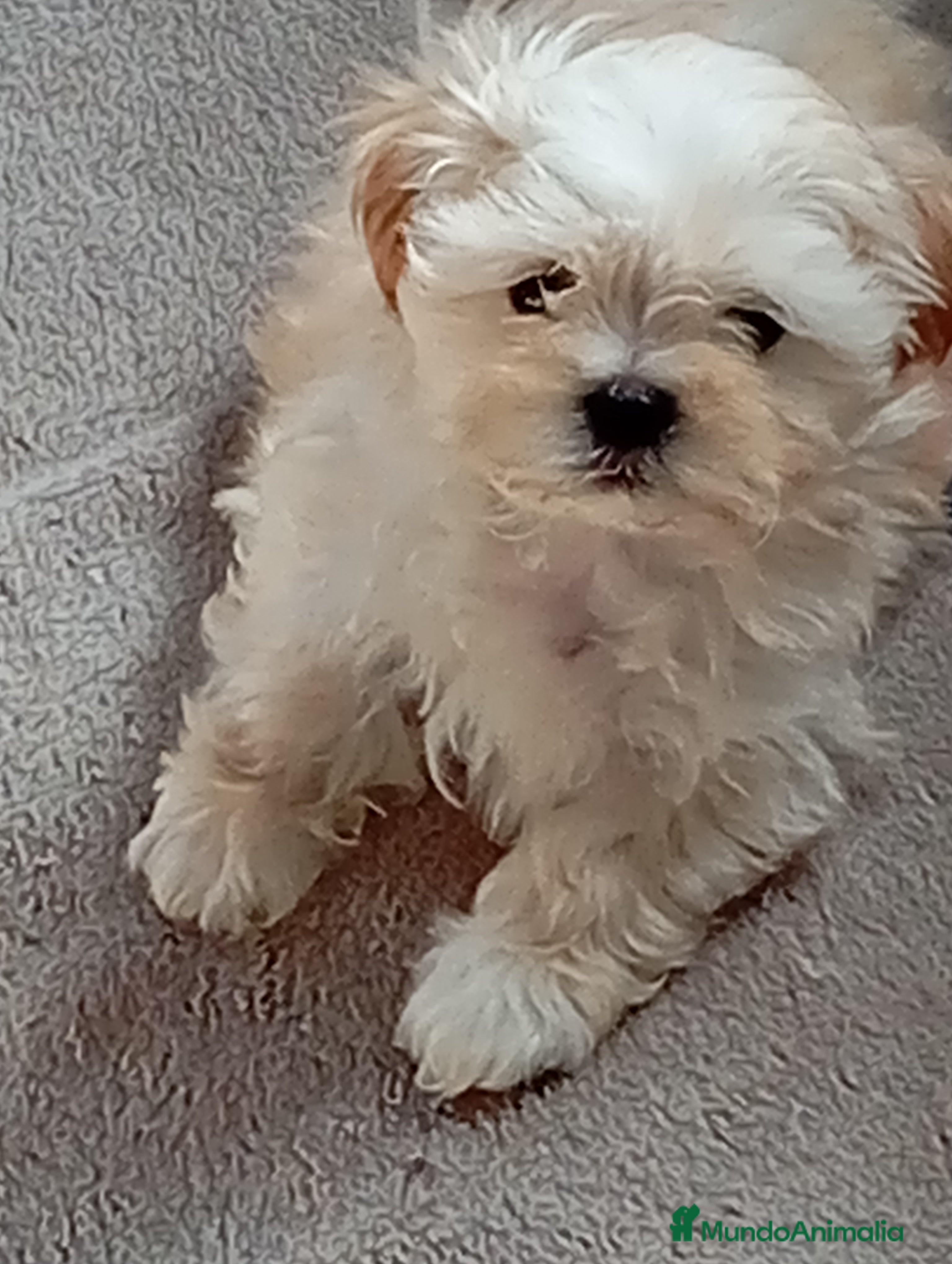 Raza Mixta perros Bichón maltés maltipoo - Anuncio 5