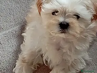 Raza Mixta perros Bichón maltés maltipoo - Anuncio 5