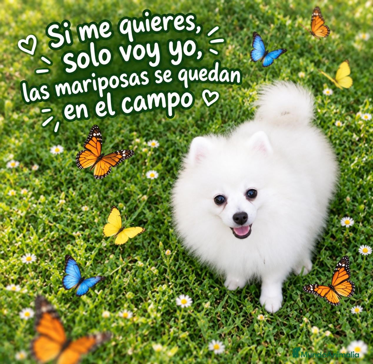 Pomerania perros OFERTA POMERANIA MACHITO  - Anuncio 31