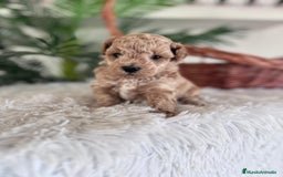 Caniche Toy perros en venta: CANICHE TOY MACHO - Imagen 8